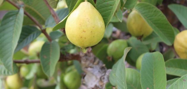 فوائد ورق الجوافة للحساسية