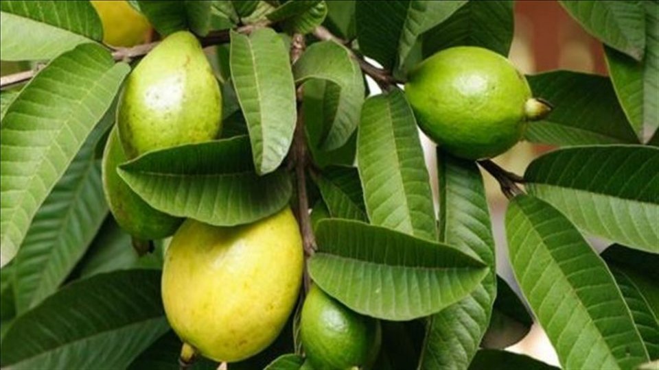 فوائد اوراق الجوافة المجففة