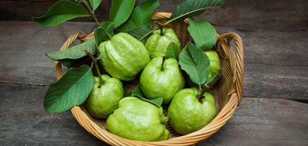 ورق الجوافة للاسهال