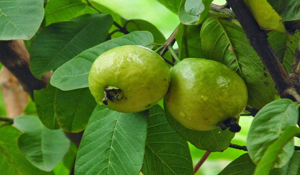 صورة اوراق الجوافة للحامل