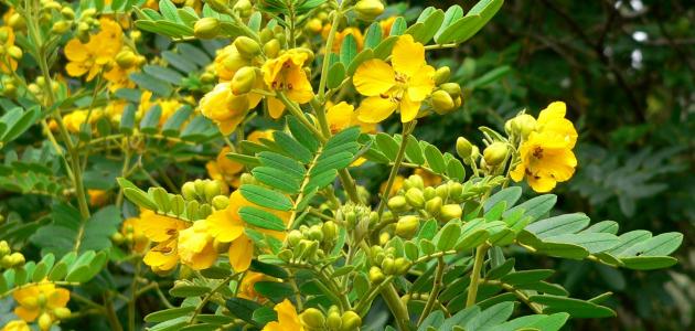 طريقة استخدام عشبة سنا مكي. إجابة