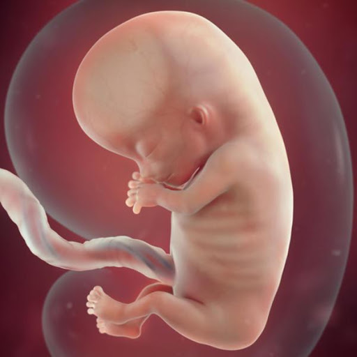 شكل الجنين في الشهر الثاني في بطن امه