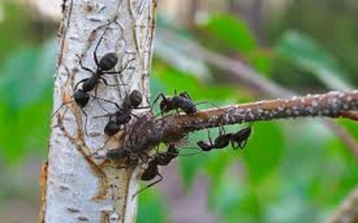 طرق التخلص من النمل في الحديقة