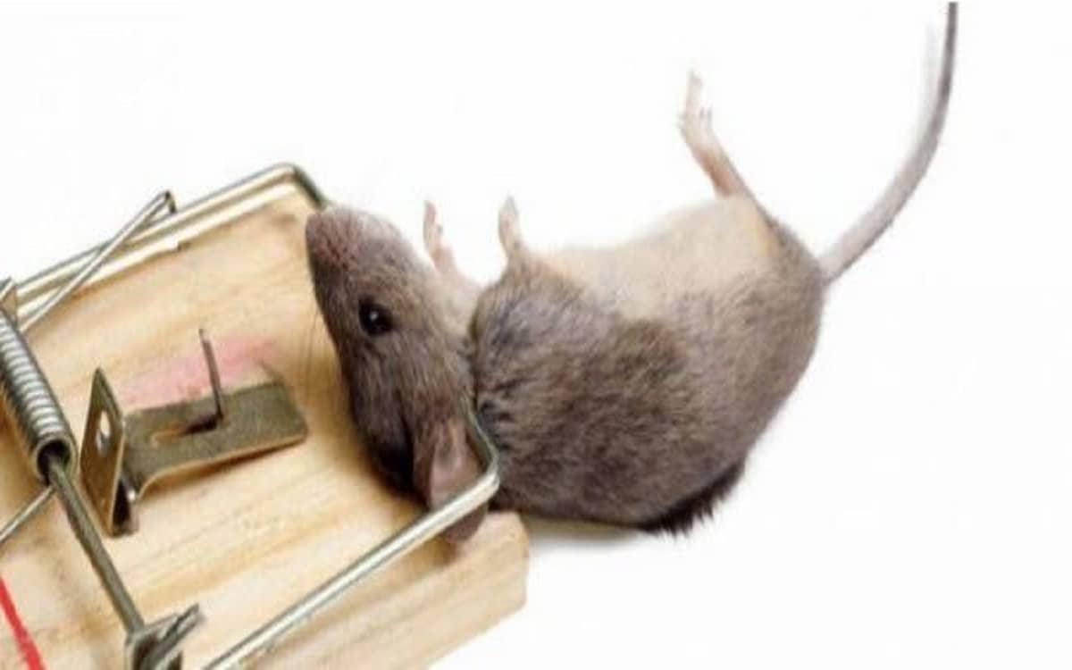 صورة كيفية التخلص من الفئران نهائيا