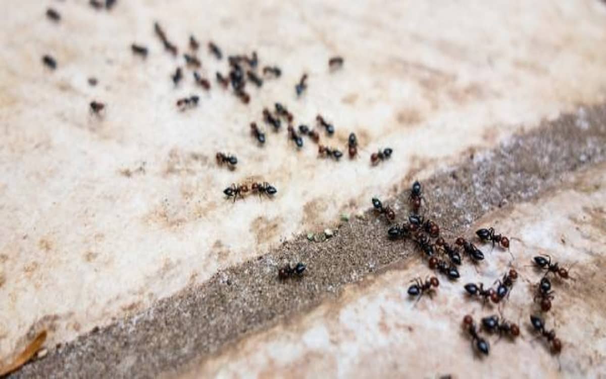 كيفية التخلص من النمل الاحمر الصغير