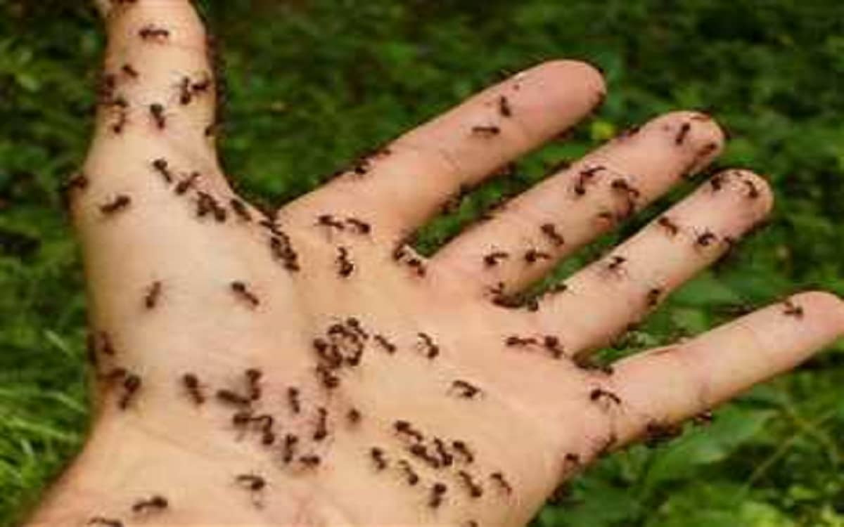كيفية التخلص من النمل بالقران