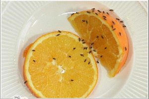 نصائح للقضاء على ذباب الفاكهة