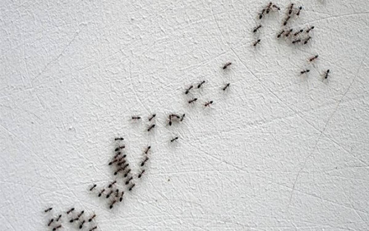 كيفية القضاء على النمل الصغير في البيت