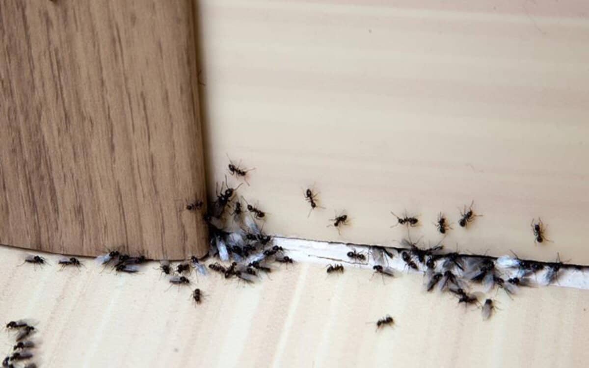 صورة كيفية القضاء على النمل الطائر