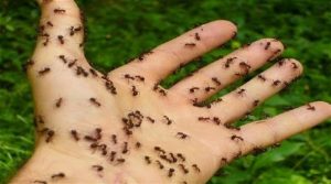 كيفية التخلص من النمل في الارز