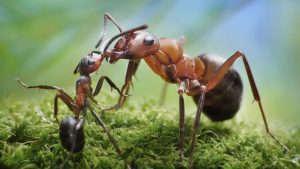 كيفية التخلص من النمل في الاشجار