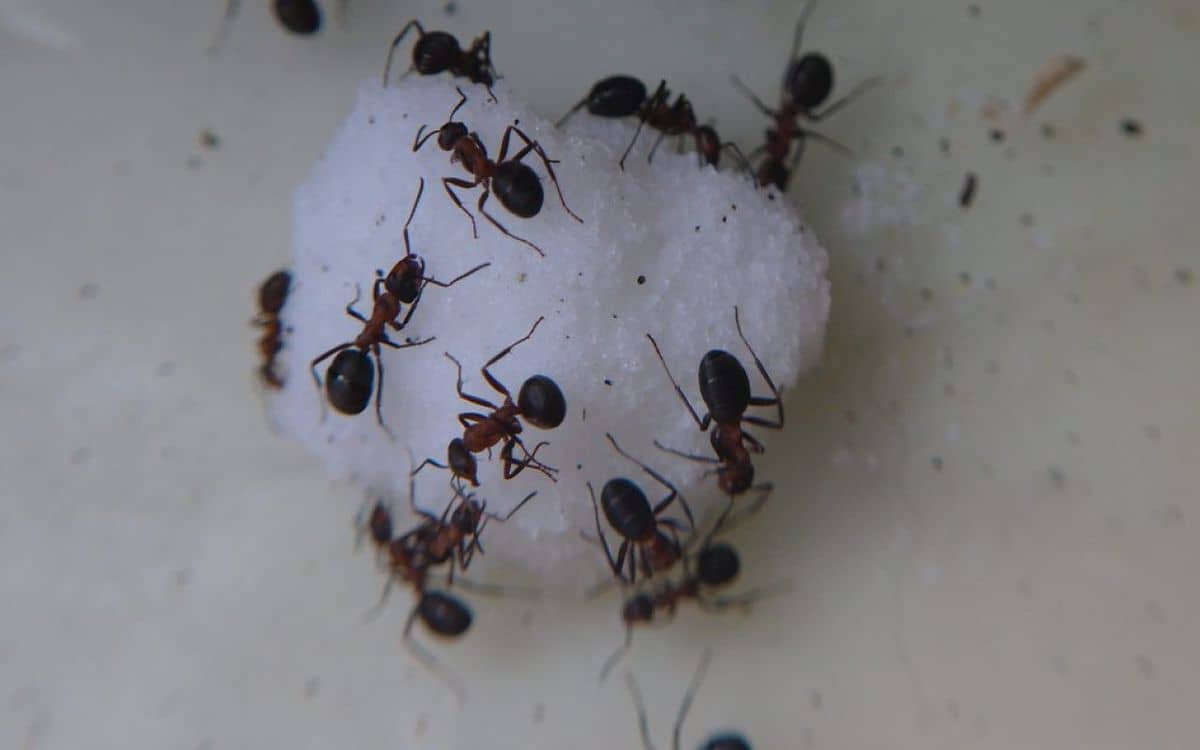 كيفية التخلص من النمل في السكر