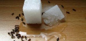 كيفية التخلص من النمل في السكر
