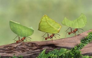 كيفية التخلص من النمل في الزرع