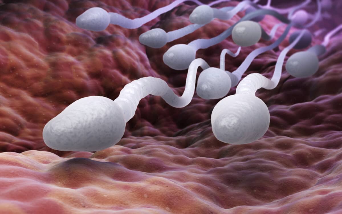 صورة سعر تحليل sperm dna fragmentation