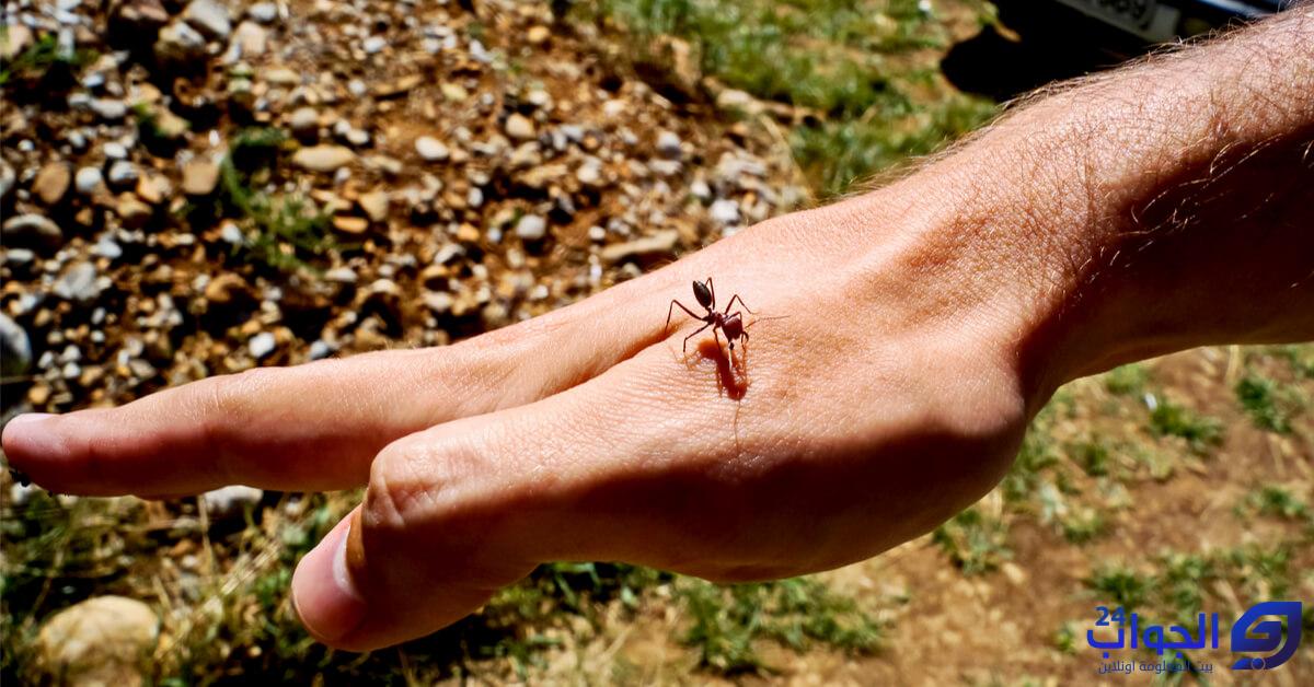 كيفية استخدام بودرة النمل