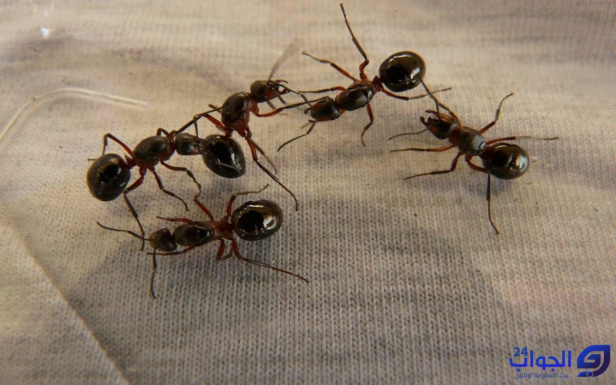 صورة كيفية استخدام بودرة النمل