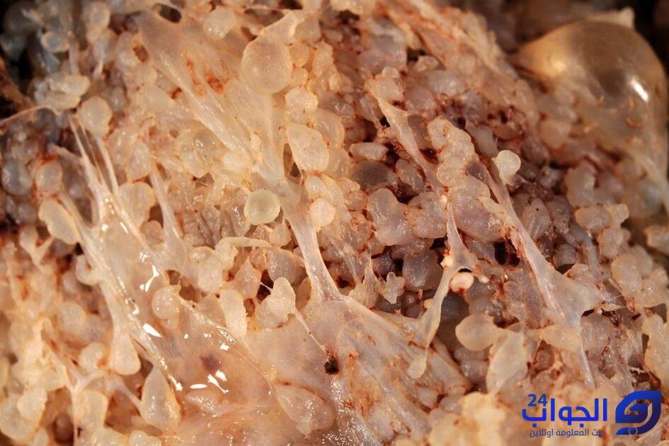 التحليل الرقمي والحمل العنقودي التحليل الرقمي والحمل العنقودي
