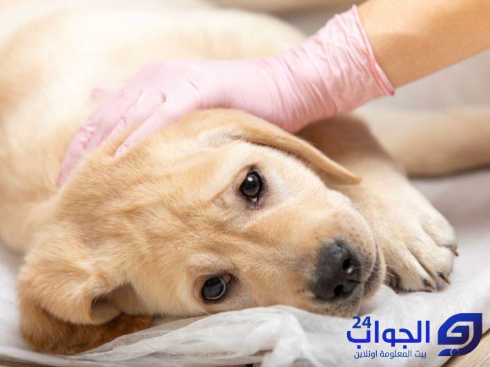 هل مرض البارفو عند الكلاب معدي للانسان