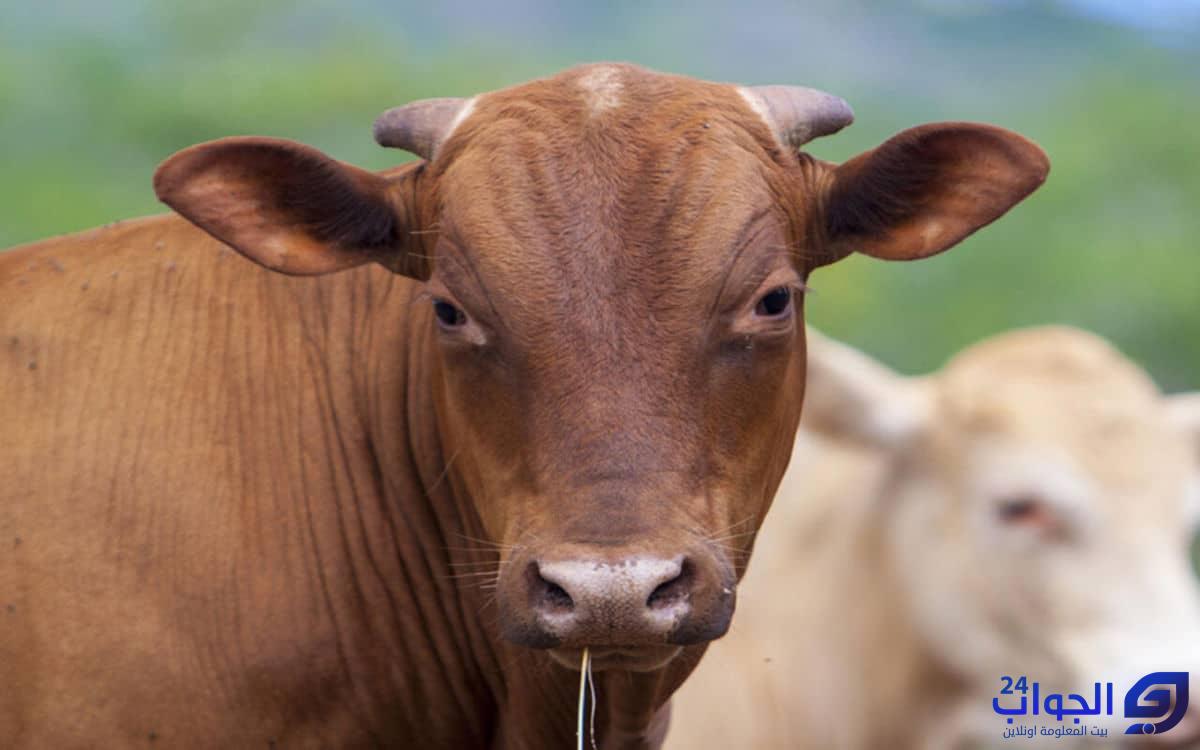 هل مرض جنون البقر يصيب الإنسان