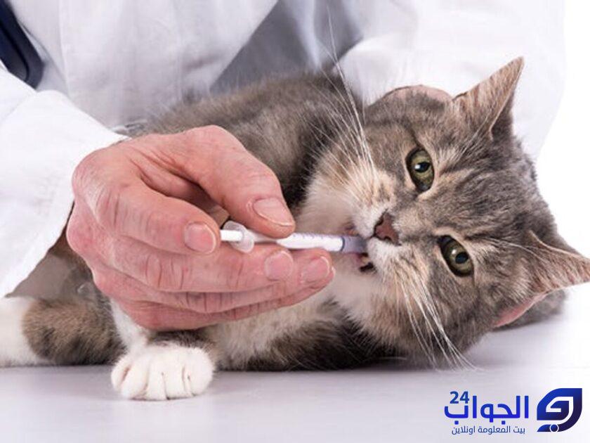 هل مرض طاعون القطط معدي للانسان
