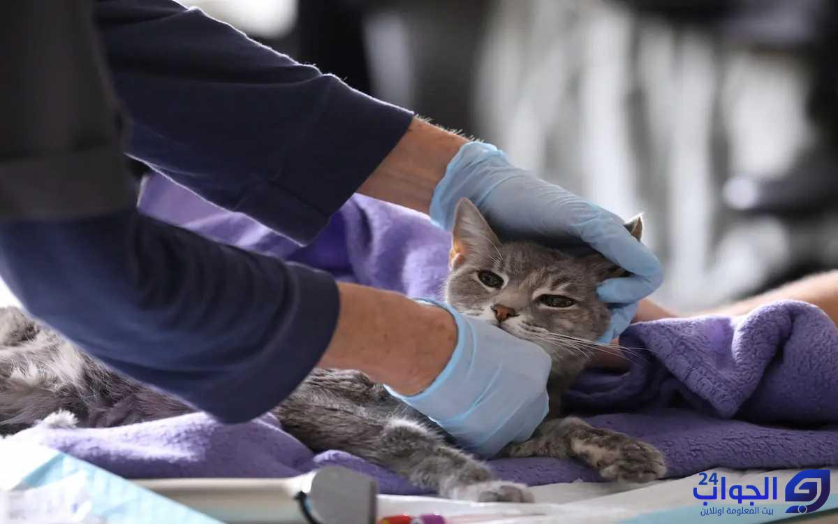 صورة هل مرض طاعون القطط معدي للانسان