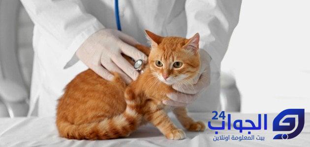 هل مرض الكبد عند القطط معدي للانسان